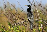 Anhinga